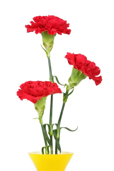 Tre nejlikor blommor — Stockfoto