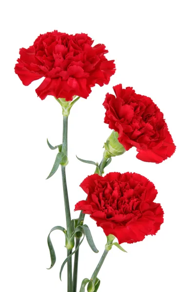 Drie carnation bloemen — Stockfoto
