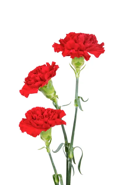 Tres flores de clavel — Foto de Stock