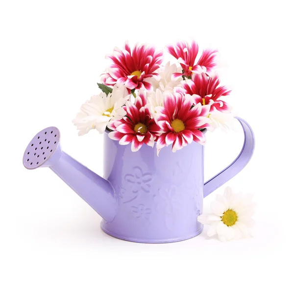 Gerbera kwiaty w konewka — Zdjęcie stockowe