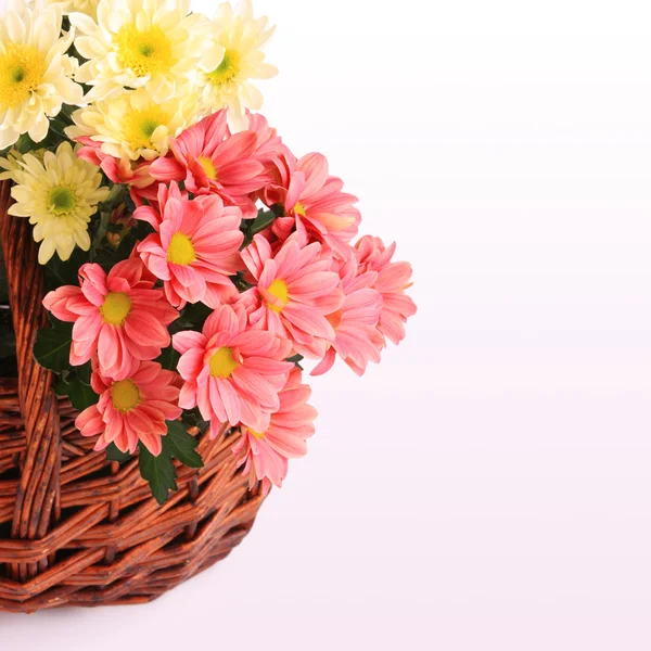 Gerbera flores en canasta de mimbre — Foto de Stock