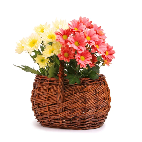 Gerbera flores em cesta de vime — Fotografia de Stock
