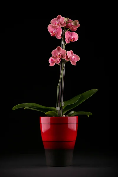 Orchid in flower pot — Stock Photo, Image