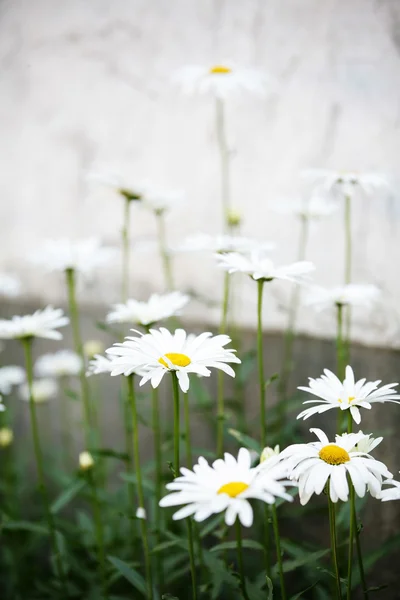 Цветы Дейзи — стоковое фото
