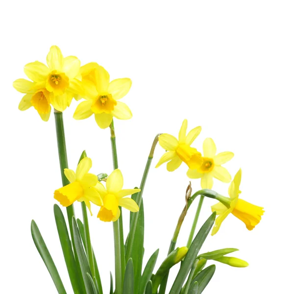 Gele narcissen bloemen — Stockfoto