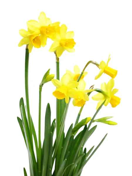 Gele narcissen bloemen — Stockfoto