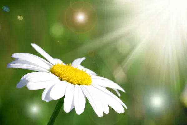 Zbliżenie stokrotka kwiat — Zdjęcie stockowe