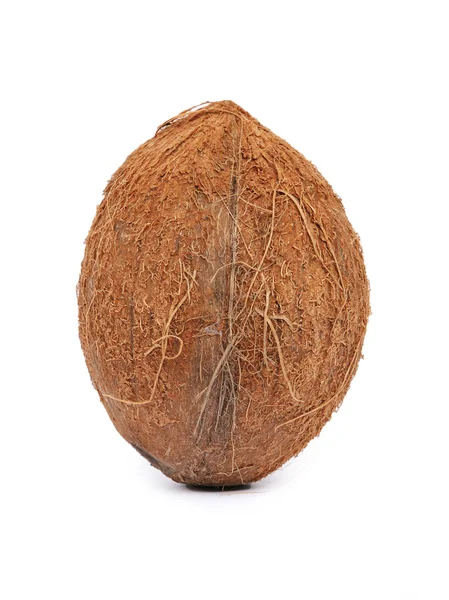 stock image Coconut