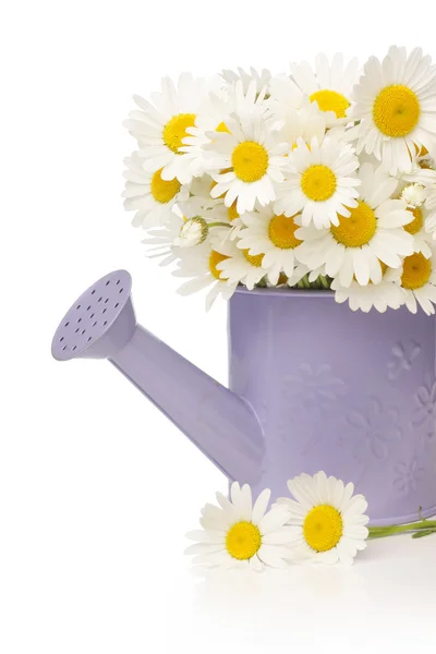 Daisy blommor i violett vattenkanna — Stockfoto