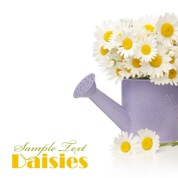 Daisy flowers in violet watering can — Stock Photo, Image