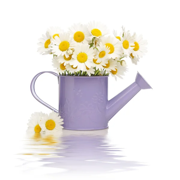 Bunch of daisies in watering can — Stock Photo, Image