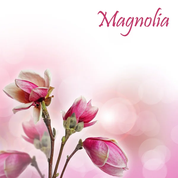Magnolia blomma bakgrund — Stockfoto