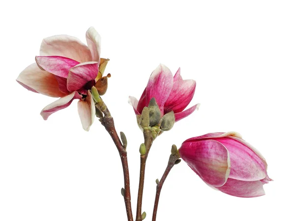 Manolya çiçeği — Stok fotoğraf