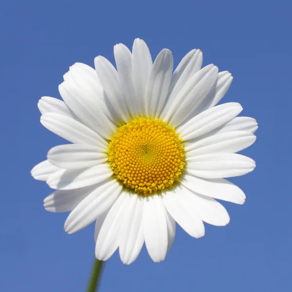 Százszorszép virág a napsütésben — Stock Fotó