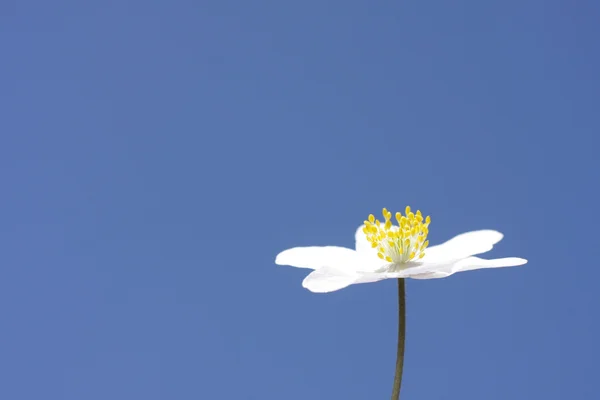 Tre blad anemone blomma — Stockfoto