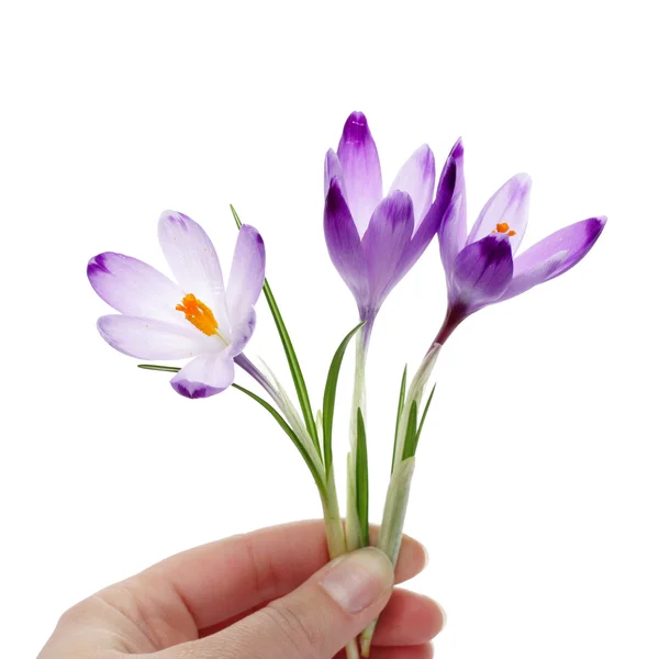 Crocus flowers in womans hand — Stock Photo, Image