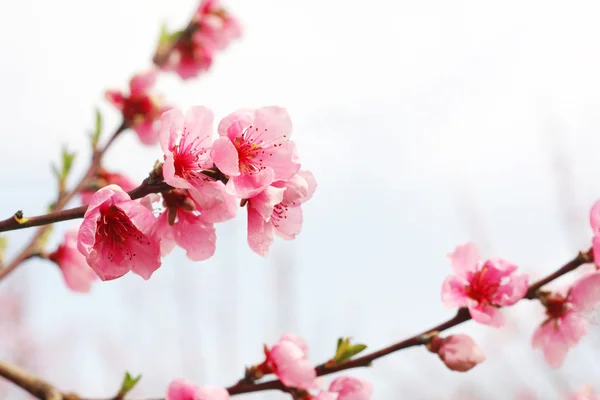Pink blossom peach branch — Stock Photo, Image