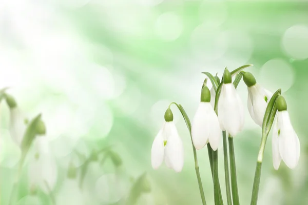 Gotas de neve flores da primavera — Fotografia de Stock