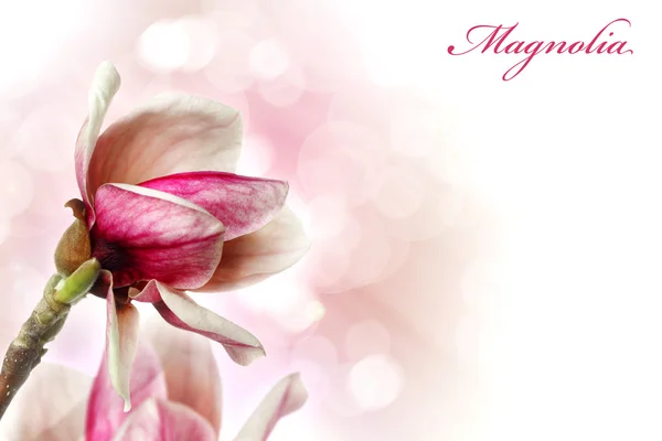 Magnolie Blume Hintergrund — Stockfoto