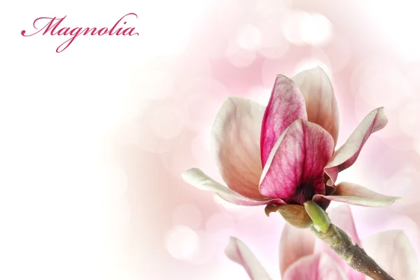 Magnolia blomma bakgrund — Stockfoto