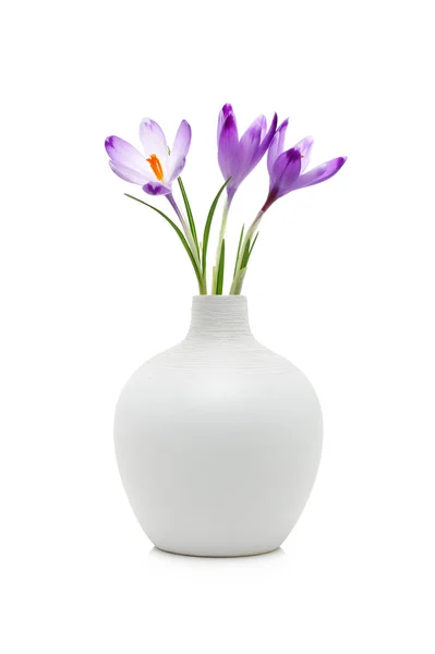 Crocus flowers in white vase — Stock Photo, Image