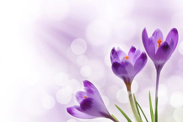 Purpurowe kwiaty krokusa — Zdjęcie stockowe