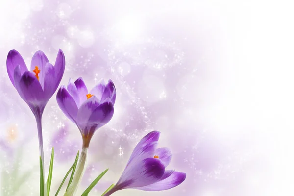자주색 크로커스 꽃 — 스톡 사진