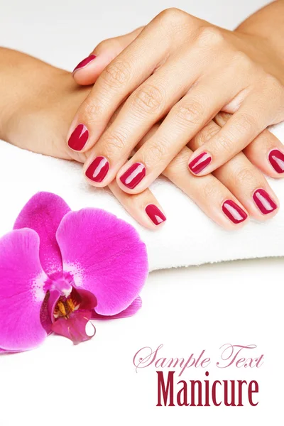 Belle mani con manicure — Foto Stock