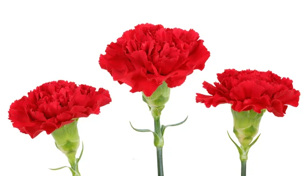 Drie carnation bloemen — Stockfoto