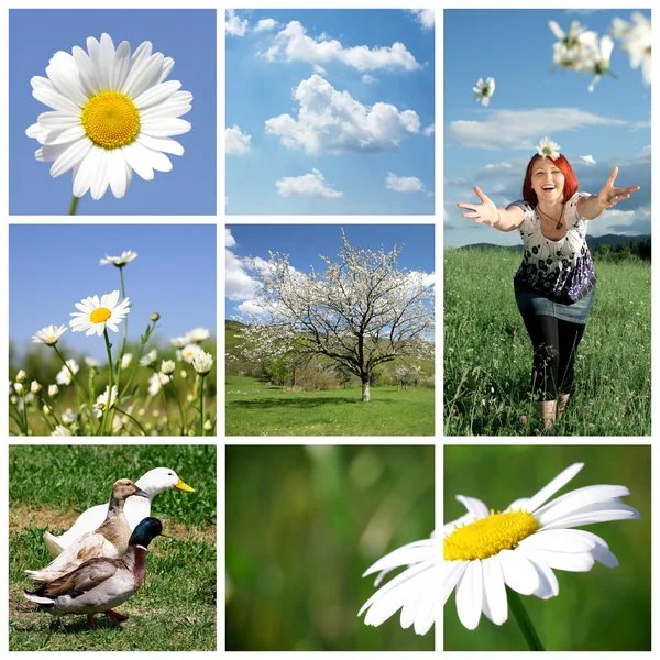 Spring collage — Stock Photo, Image