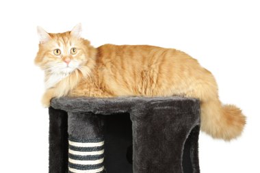 scrather üstüne kedi
