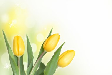 Three yellow tulips clipart