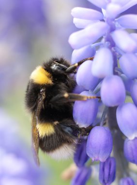 Menekşe çiçek üzerinde Bumble bee