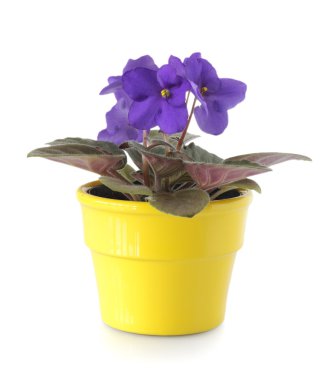 African Violet