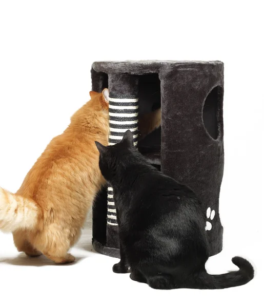 Dois gatos brincando com arranhador de gato — Fotografia de Stock