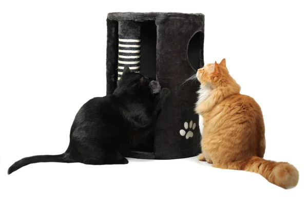 Dos gatos jugando con rascador de gatos — Foto de Stock