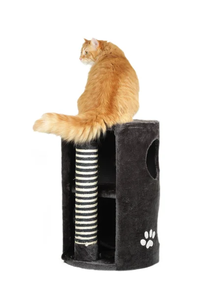 Cat on the top of the cat scratcher — Stock Photo, Image