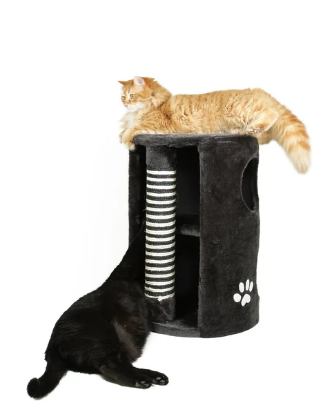 Dos gatos jugando con rascador de gatos — Foto de Stock