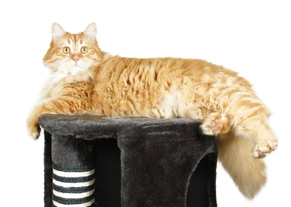 Кошка отдыхает на верхушке кошачьей царапины — стоковое фото