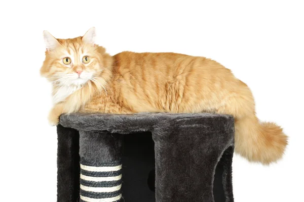 Kočka na vrcholu scrather — Stock fotografie