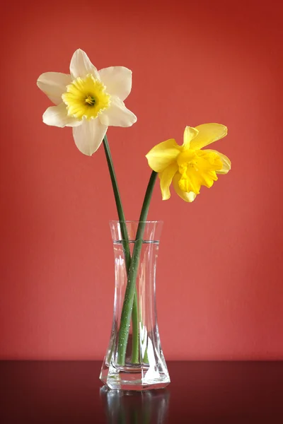 Daffodils in glass vase — Stock Photo, Image