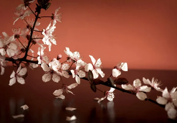 Beautiful blossom branch — Stock Photo, Image