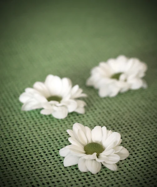 三朵雏菊花 — 图库照片