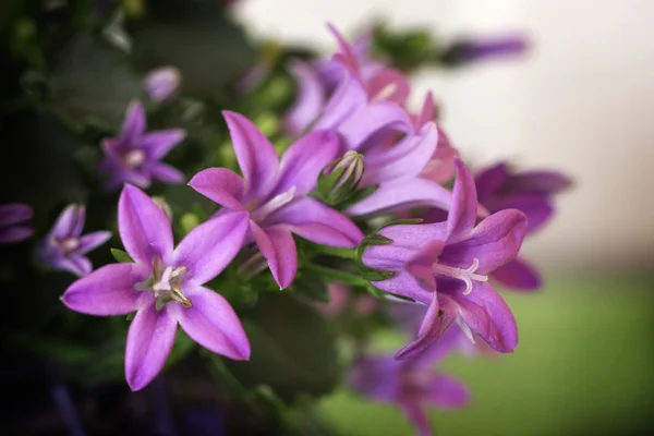 stock image Tiny violet flowers