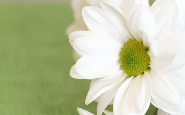 Крупним планом ромашкова квітка — стокове фото