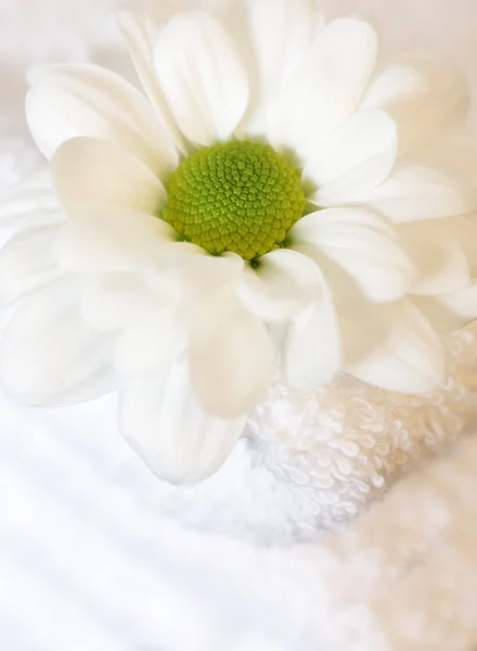 Close-up van madeliefje bloem — Stockfoto
