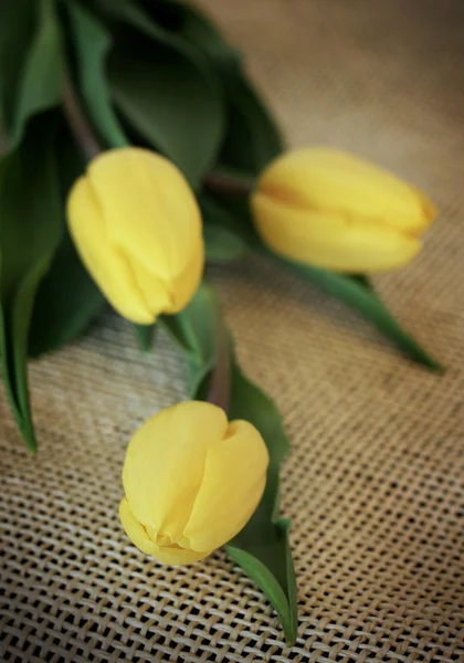 Trzy żółte tulipany — Zdjęcie stockowe