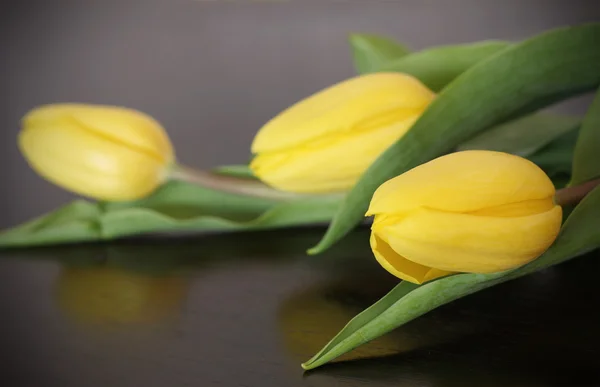 Três tulipas amarelas — Fotografia de Stock