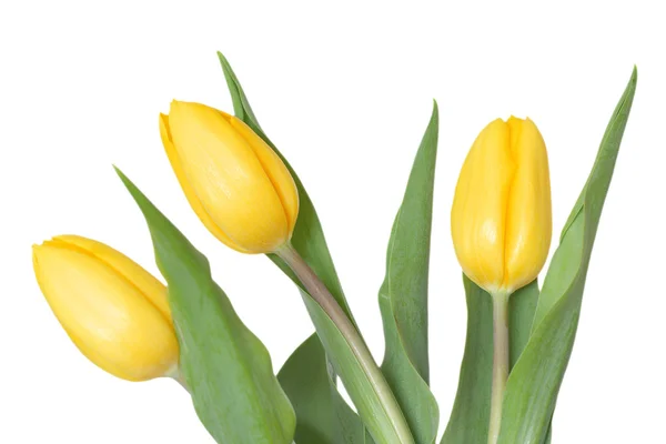 Три желтых тюльпана — стоковое фото