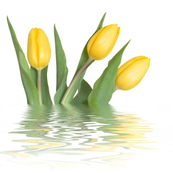Tres tulipanes amarillos — Foto de Stock